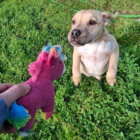 Enlarge Sid, a ADOPTABLE mixed breed in Weaverville, CA image 4/6