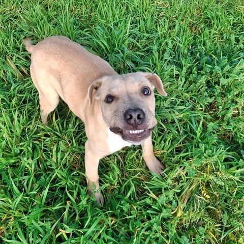 Sid, ADOPTABLE, Young Male Pit Bull Terrier & Boxer.