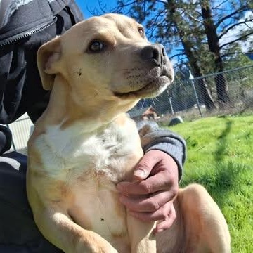 Enlarge Sid, a ADOPTABLE mixed breed in Weaverville, CA image 6/6