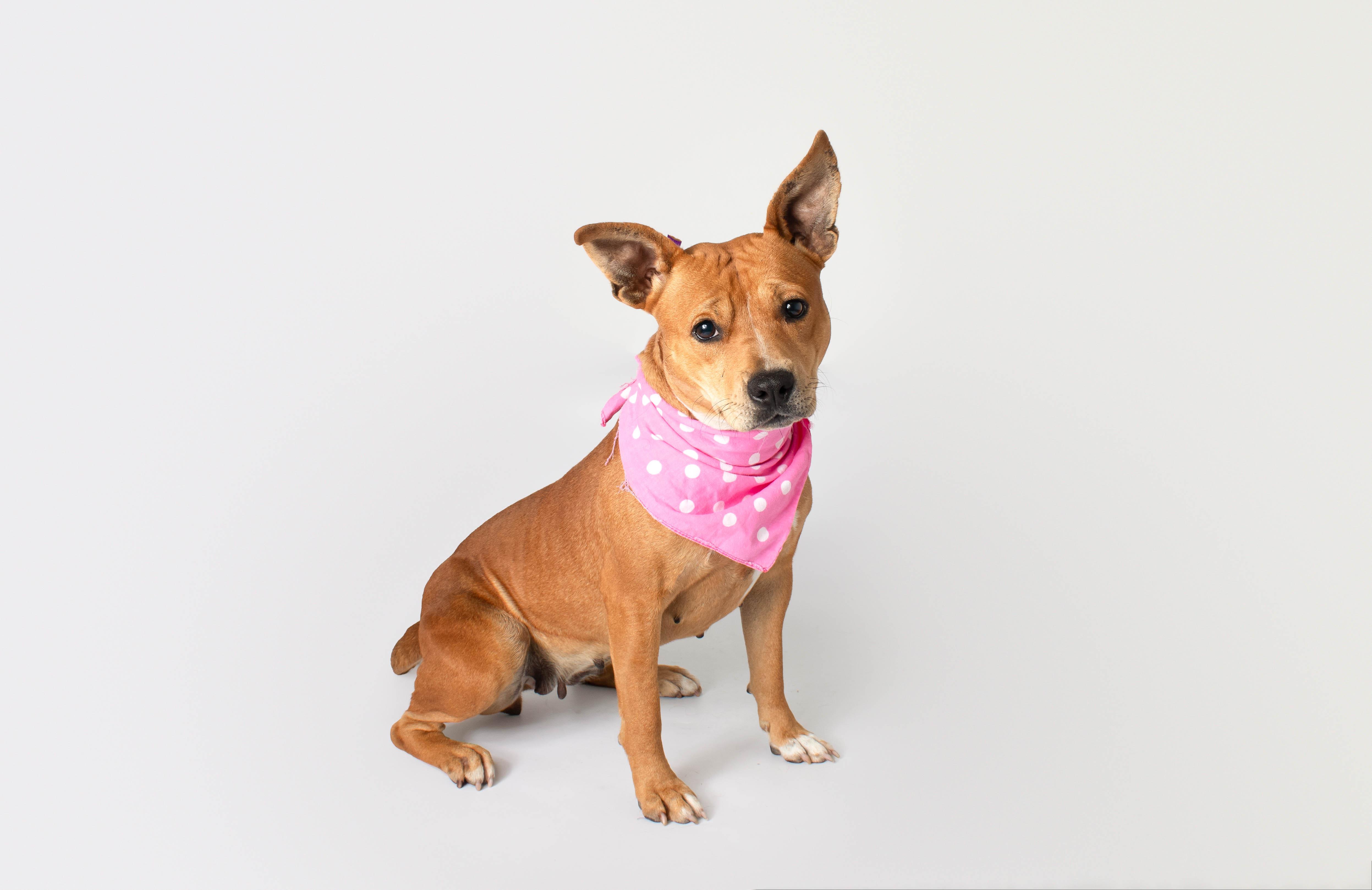 Scarlett, ADOPTABLE, Adult Female Mixed Breed.
