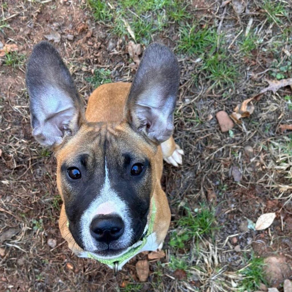 Gidget, Adoptable, Young Female Mixed Breed.