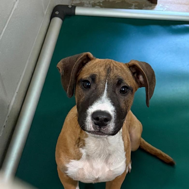 Enlarge Gidget, a Adoptable Mixed Breed in Hamilton, GA image 1/4