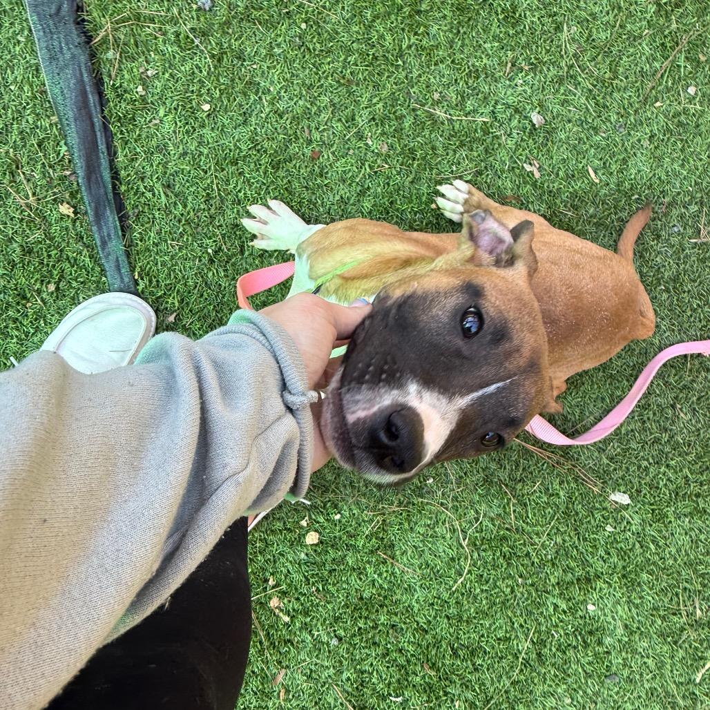 Enlarge Gidget, a Adoptable Mixed Breed in Hamilton, GA image 2/4