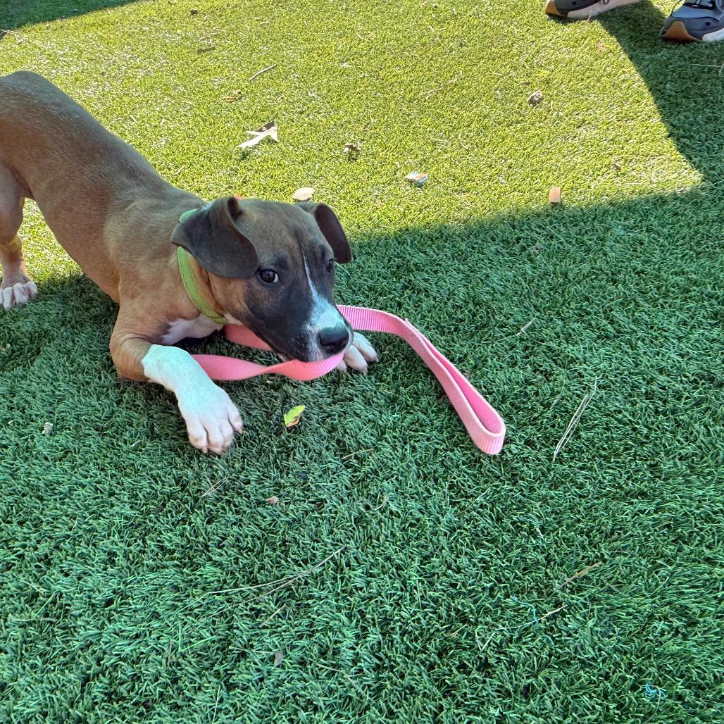 Enlarge Gidget, a Adoptable Mixed Breed in Hamilton, GA image 3/4