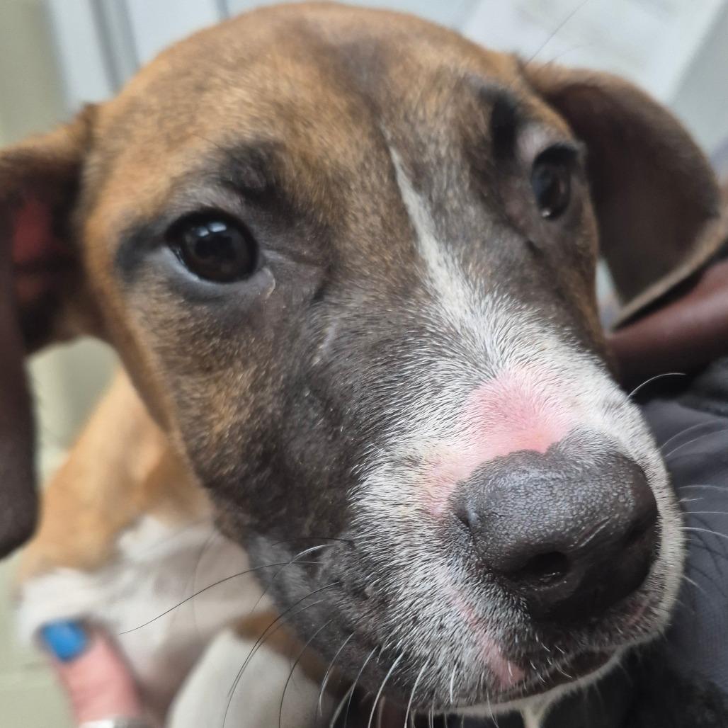 Enlarge Gidget, a Adoptable Mixed Breed in Hamilton, GA image 4/4