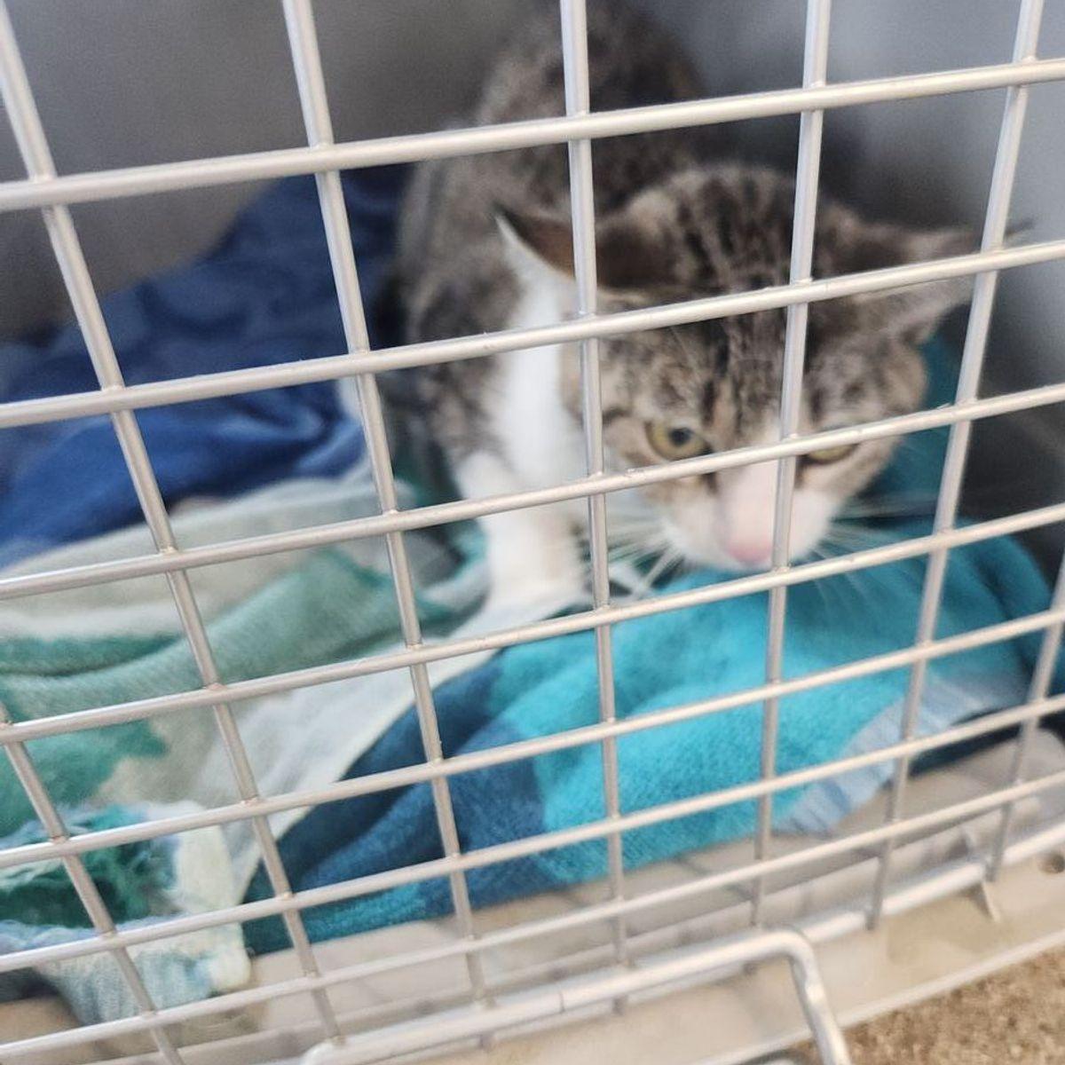 Daisy, Adoptable, Adult Female Domestic Short Hair.