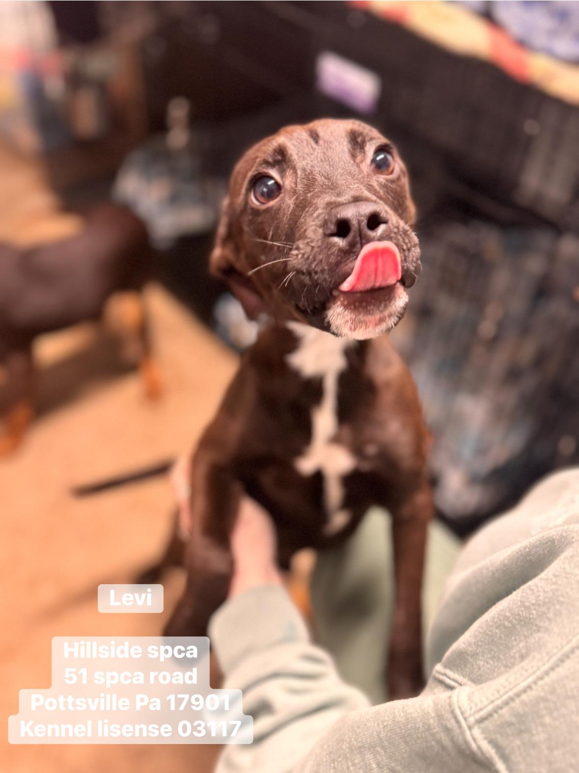 Levi, adopted, Young Male Hound & Dachshund.