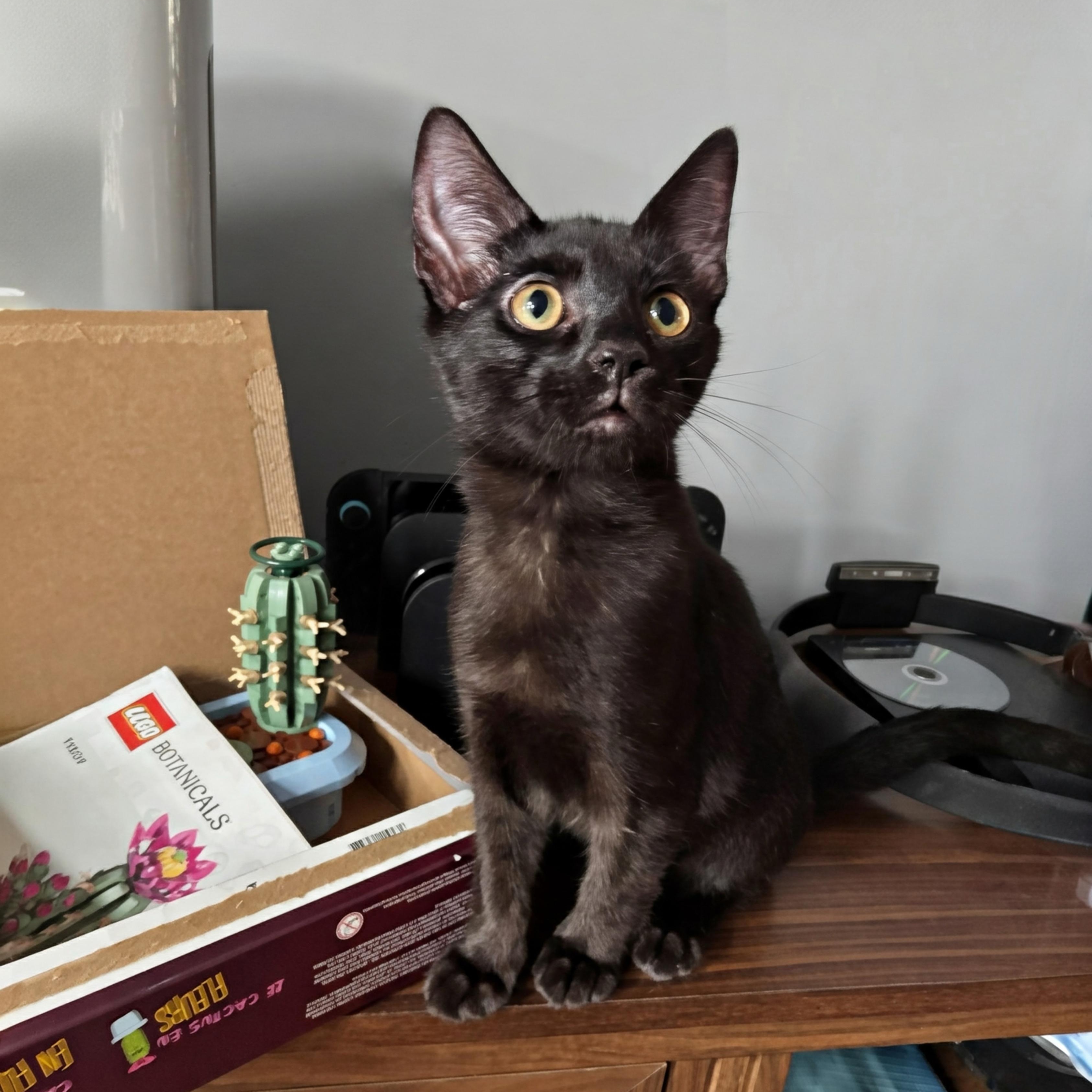 Enlarge Koa, a Adoptable Domestic Short Hair in Apex, NC image 2/3