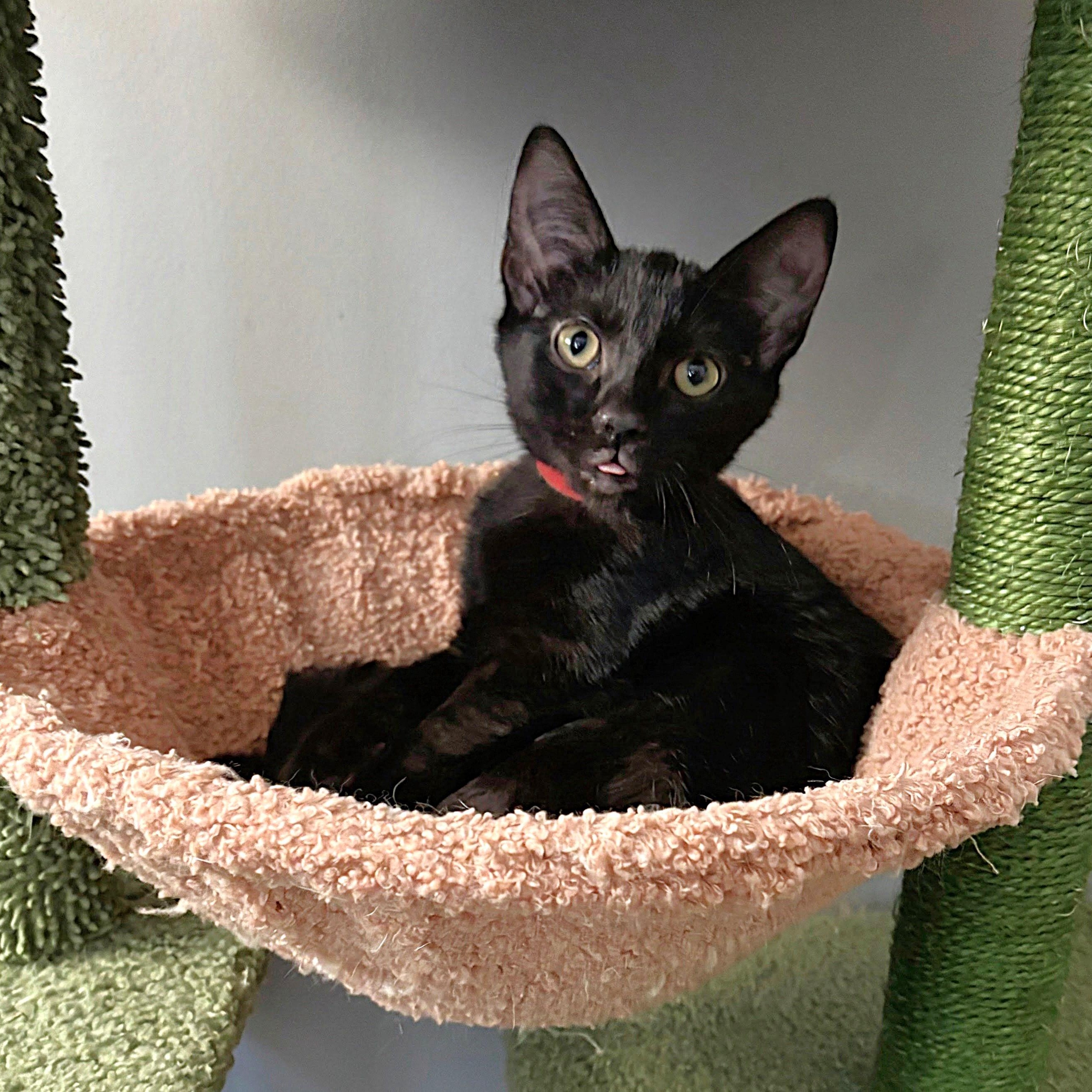 Enlarge Koa, a Adoptable Domestic Short Hair in Apex, NC image 1/3