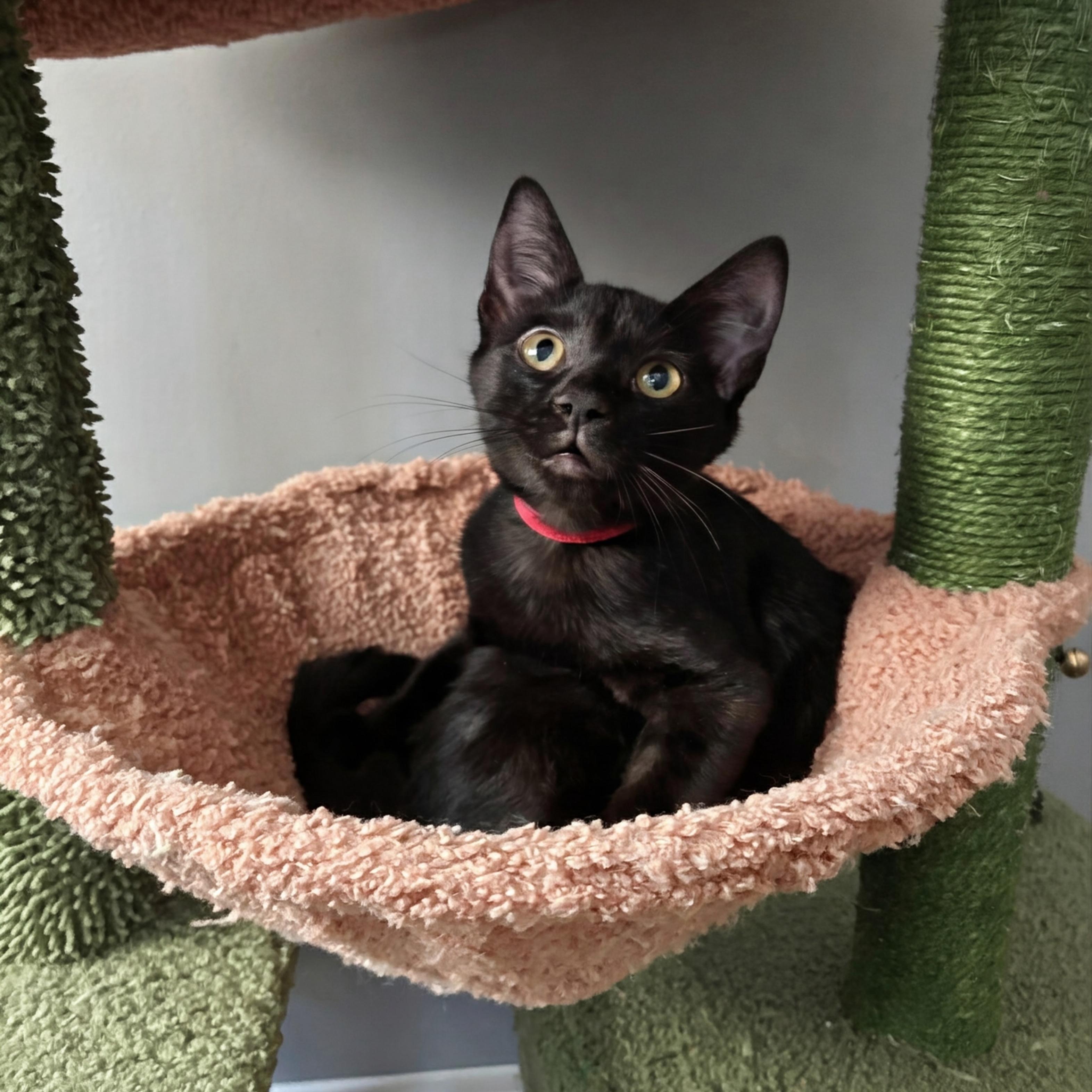Enlarge Koa, a Adoptable Domestic Short Hair in Apex, NC image 3/3