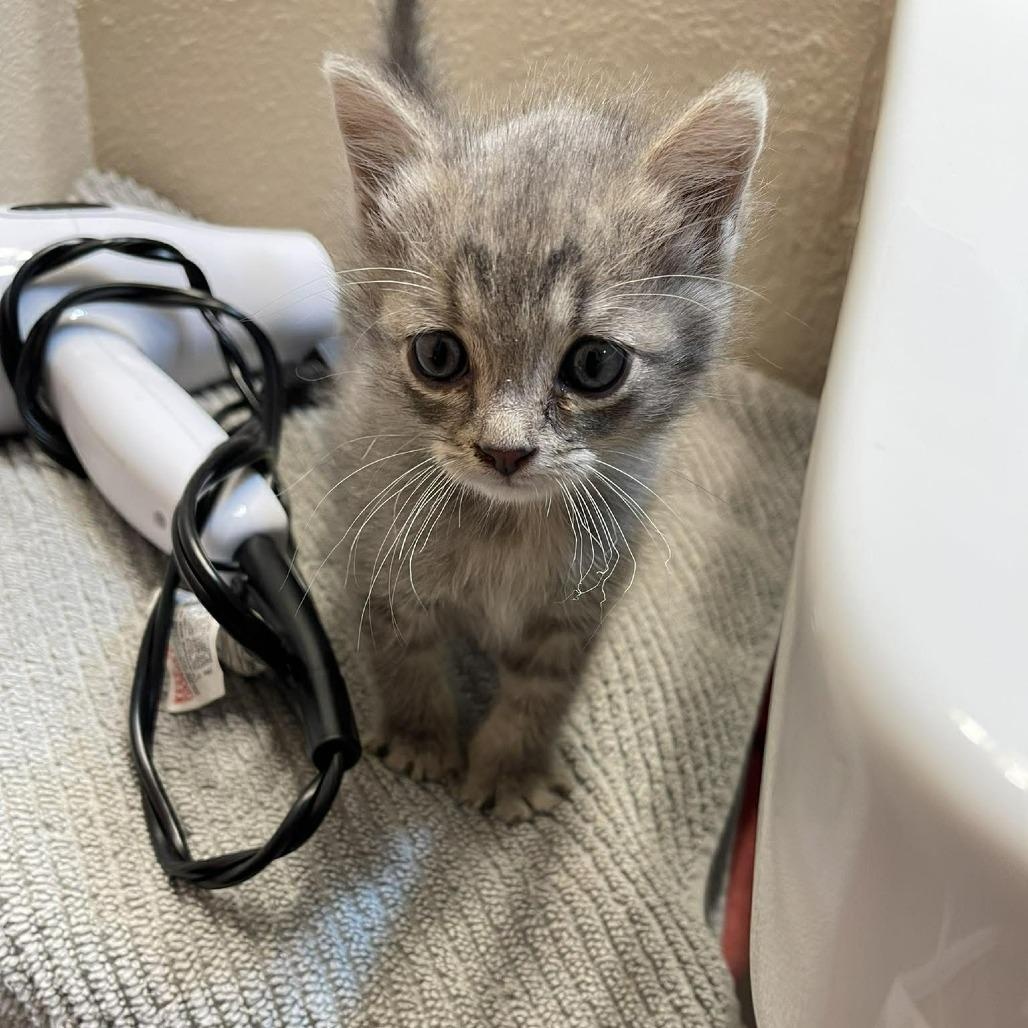 Dust Bunny, adopted, Kitten Female Domestic Short Hair.