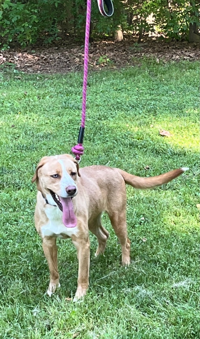 Serenity, a Adoptable mixed breed image 1/8