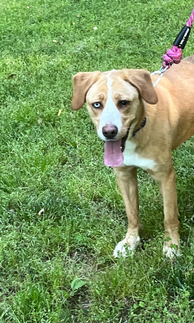 Serenity, a Adoptable mixed breed image 2/8