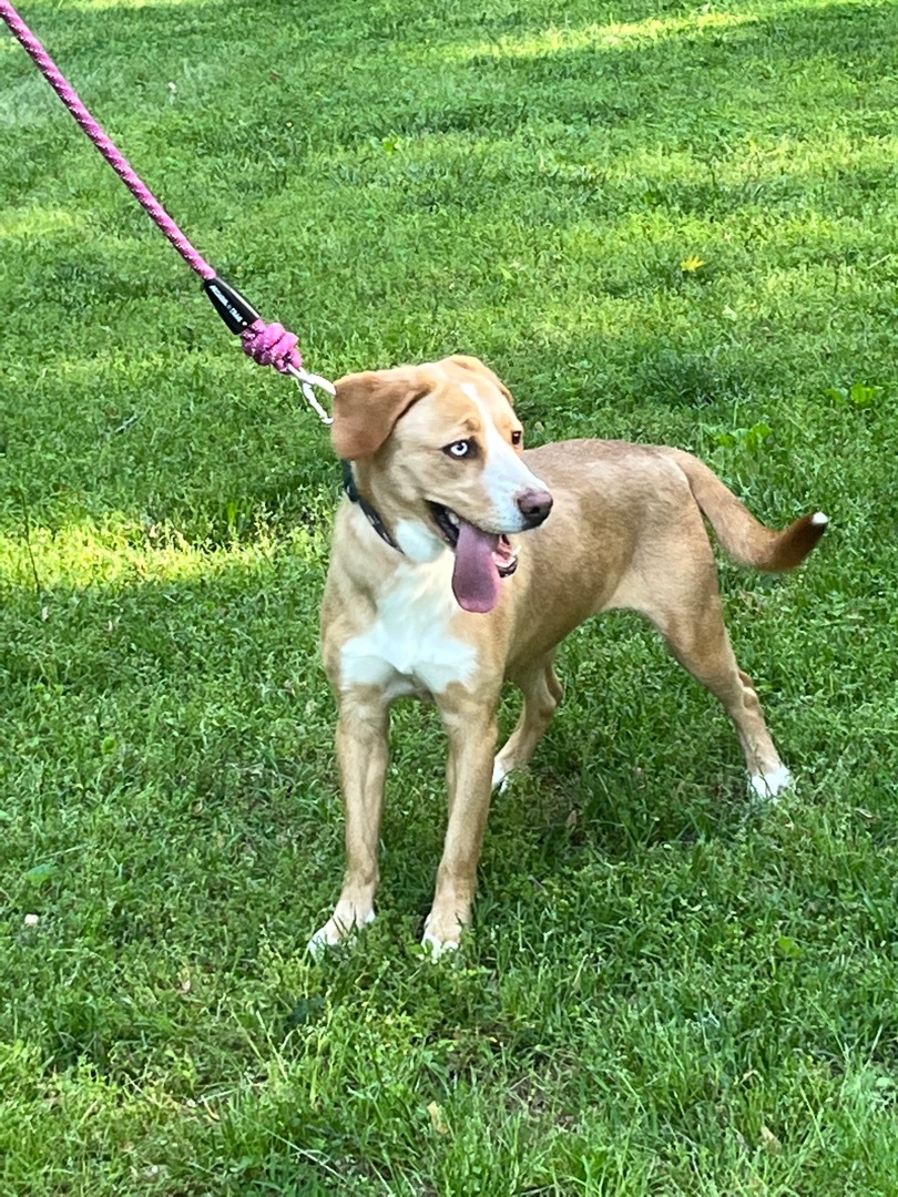 Serenity, a Adoptable mixed breed image 3/8