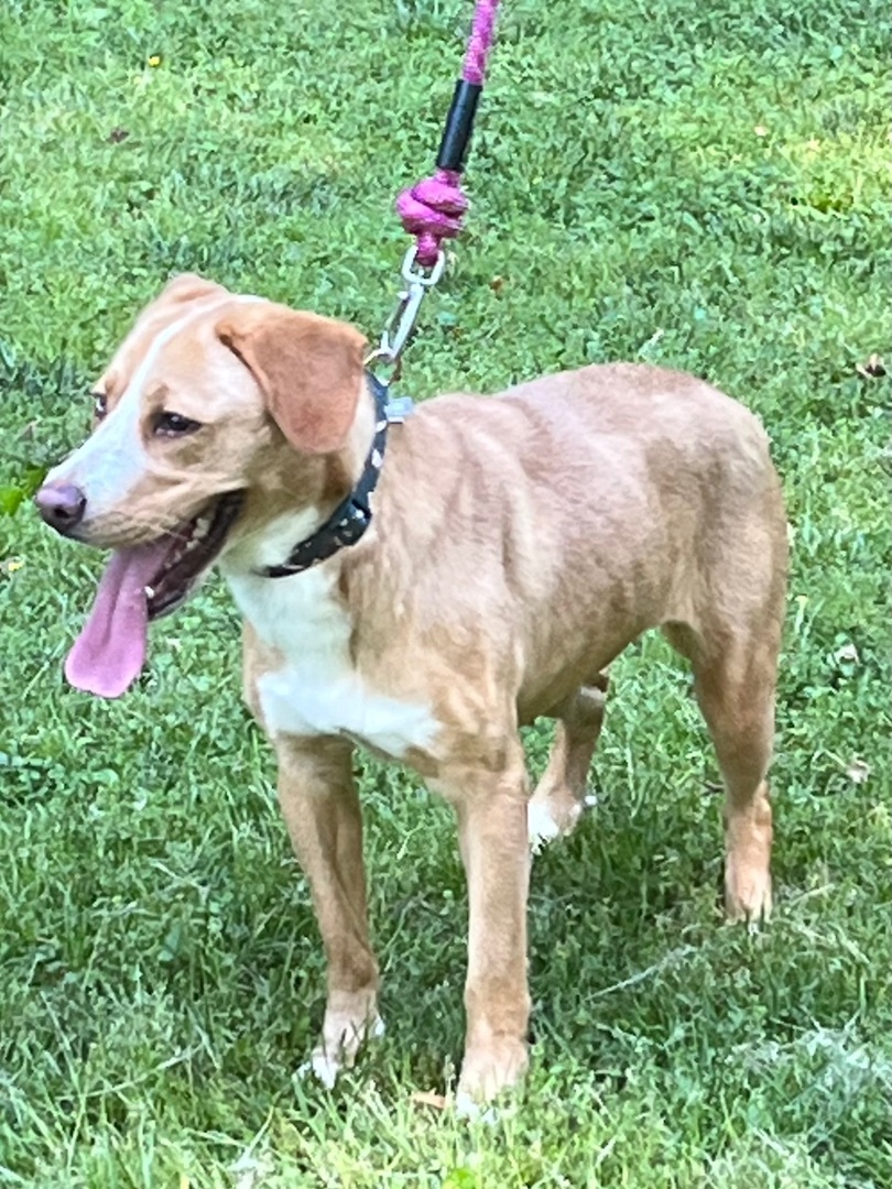 Serenity, Adoptable, Young Female Siberian Husky & Golden Retriever.