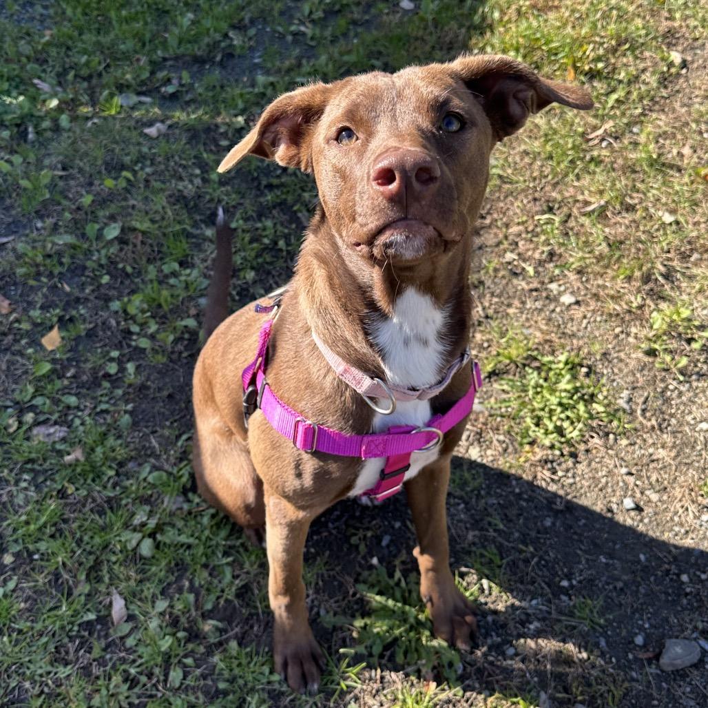 Princess Peach, Adoptable, Young Female Chocolate Labrador Retriever & Mixed Breed.