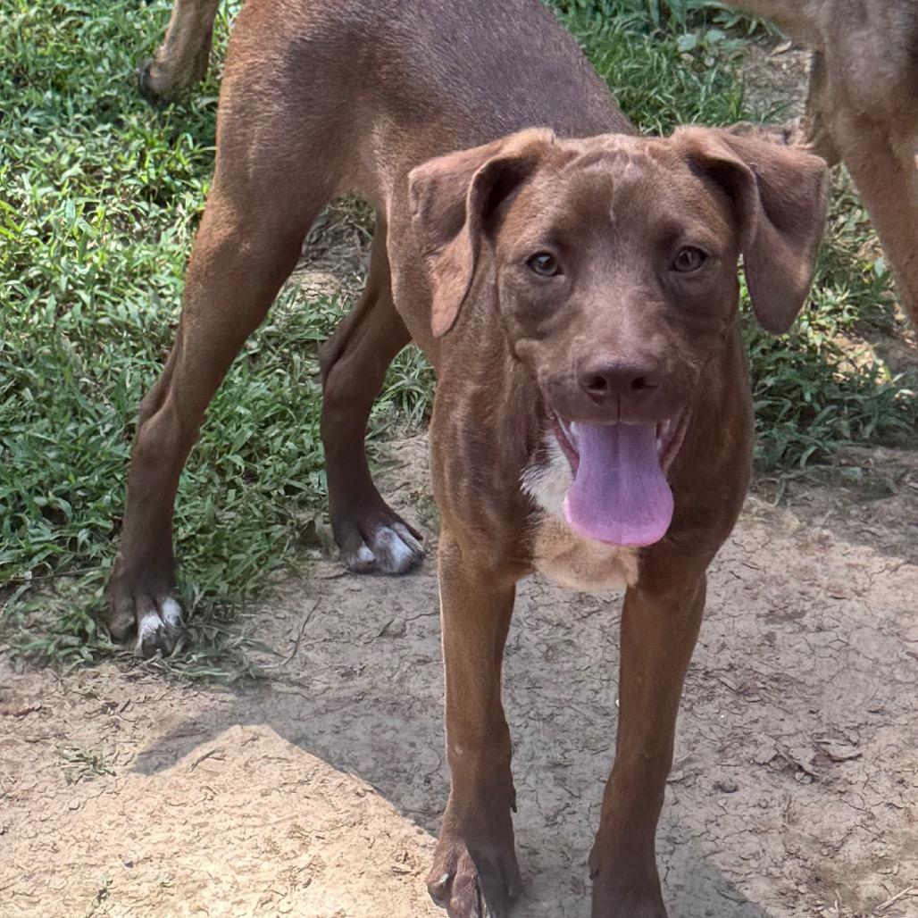 Princess Peach, Adoptable, Young Female Chocolate Labrador Retriever & Mixed Breed.