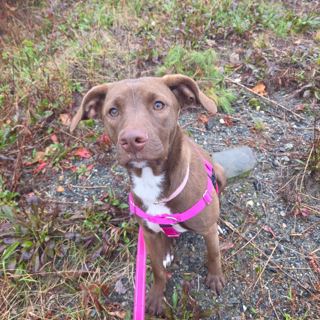 Enlarge Princess Peach, a Adoptable mixed breed in Enfield, NH image 3/4