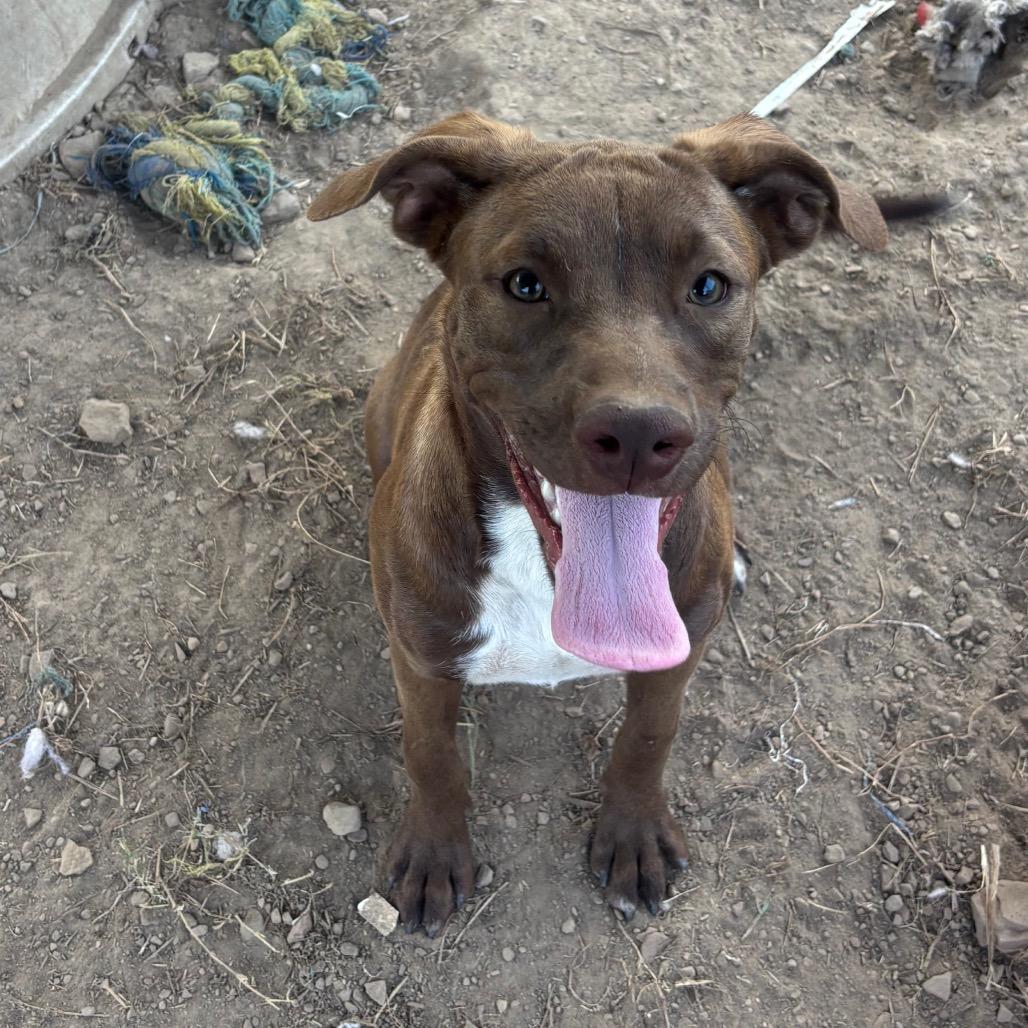 Enlarge Princess Peach, a Adoptable mixed breed in Enfield, NH image 4/4