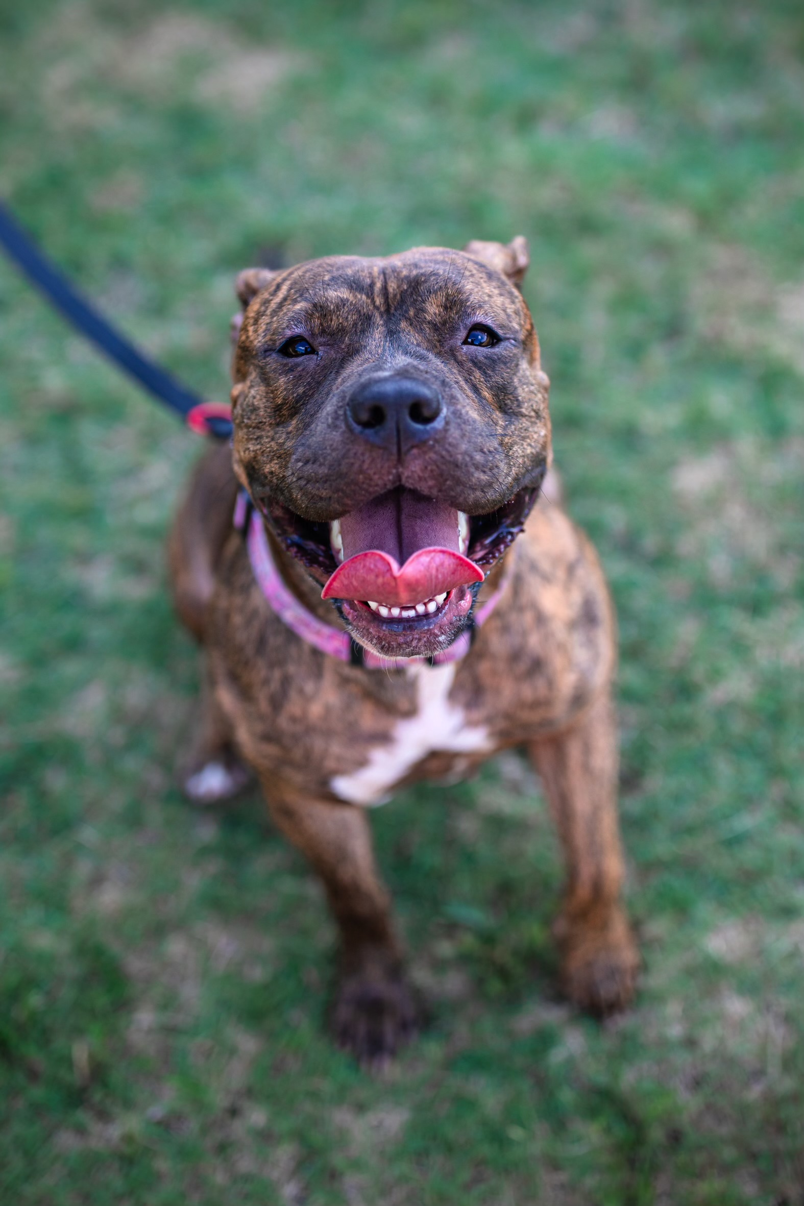 Moon, Adoptable, Adult Female American Staffordshire Terrier.