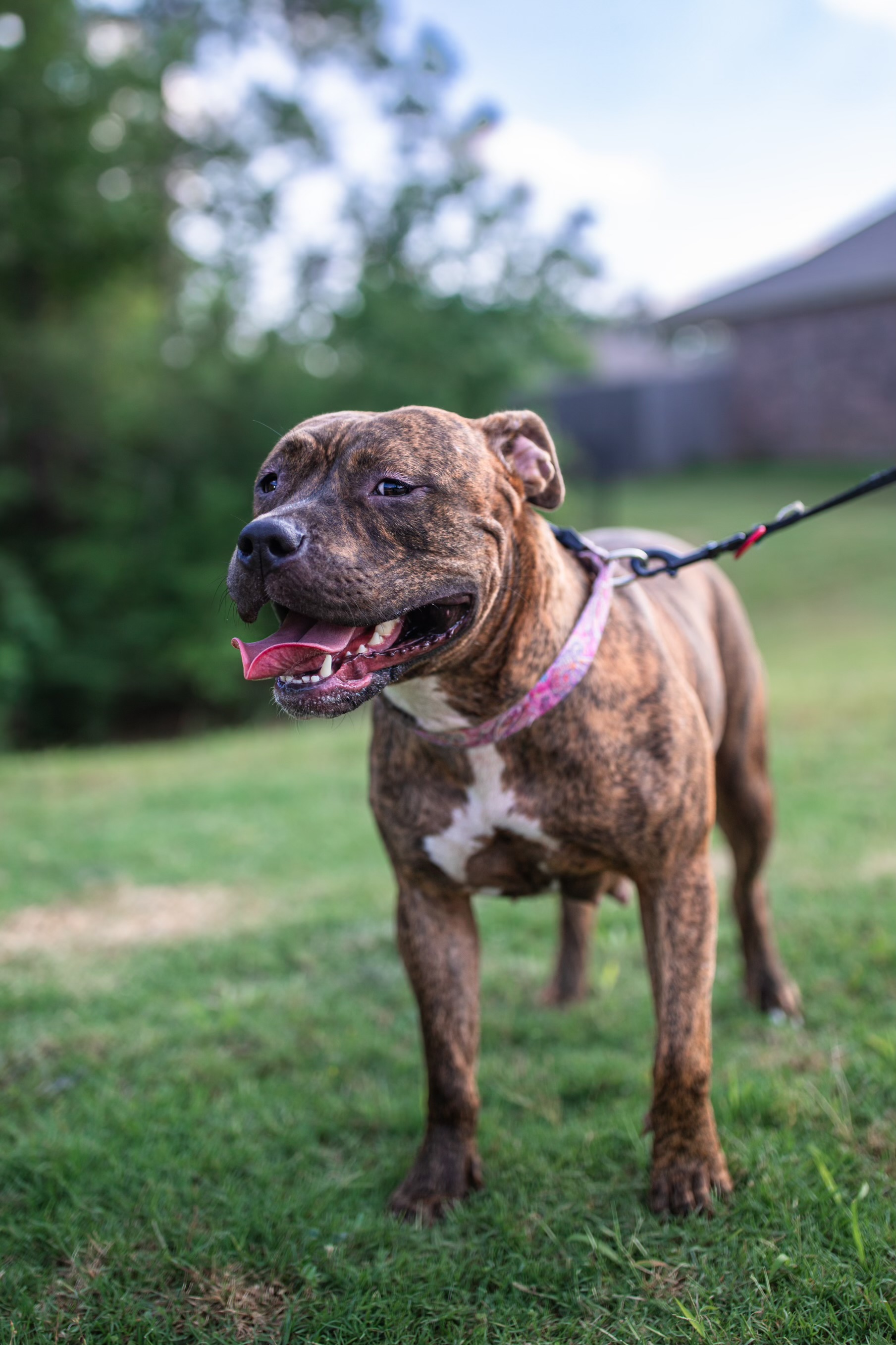Enlarge Moon, a Adoptable American Staffordshire Terrier in Seattle, WA image 5/6
