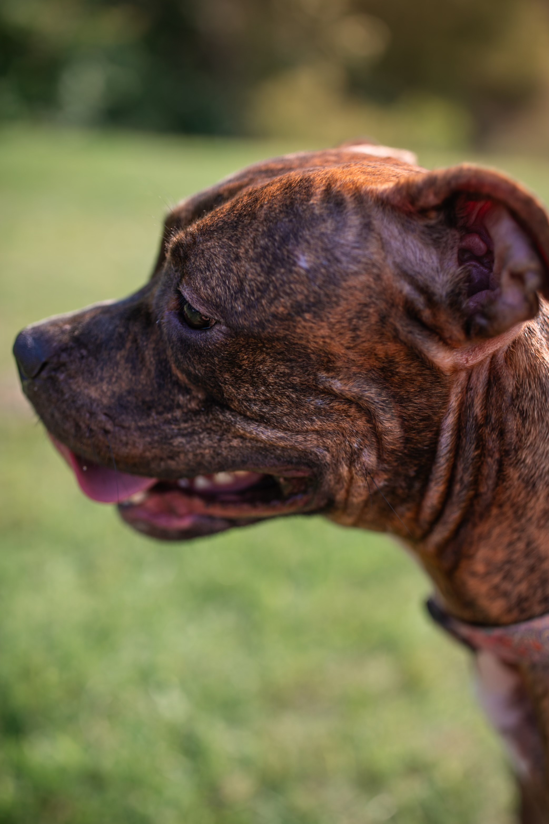 Enlarge Moon, a Adoptable American Staffordshire Terrier in Seattle, WA image 3/6