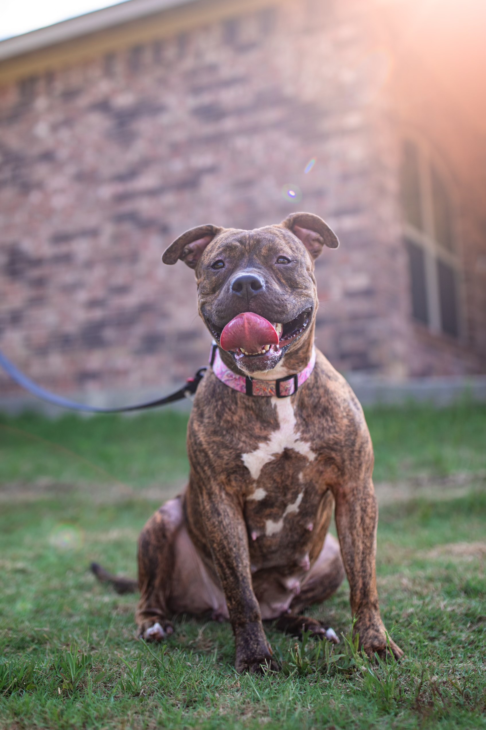 Enlarge Moon, a Adoptable American Staffordshire Terrier in Seattle, WA image 6/6