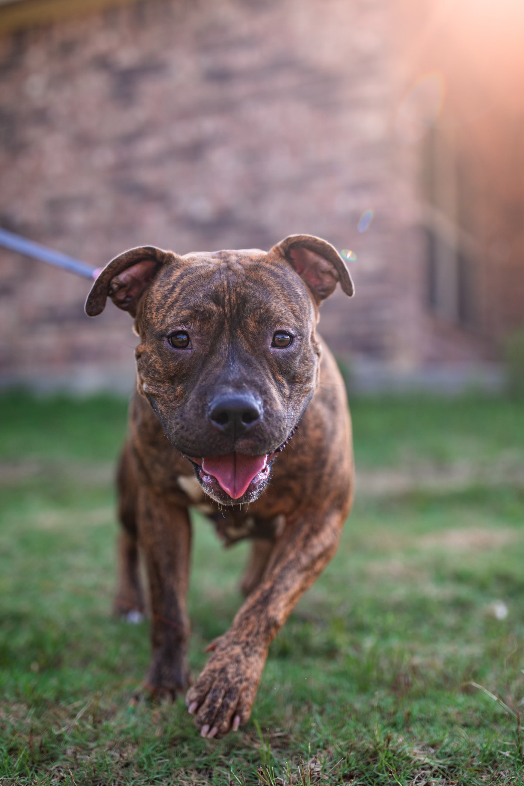 Enlarge Moon, a Adoptable American Staffordshire Terrier in Seattle, WA image 4/6