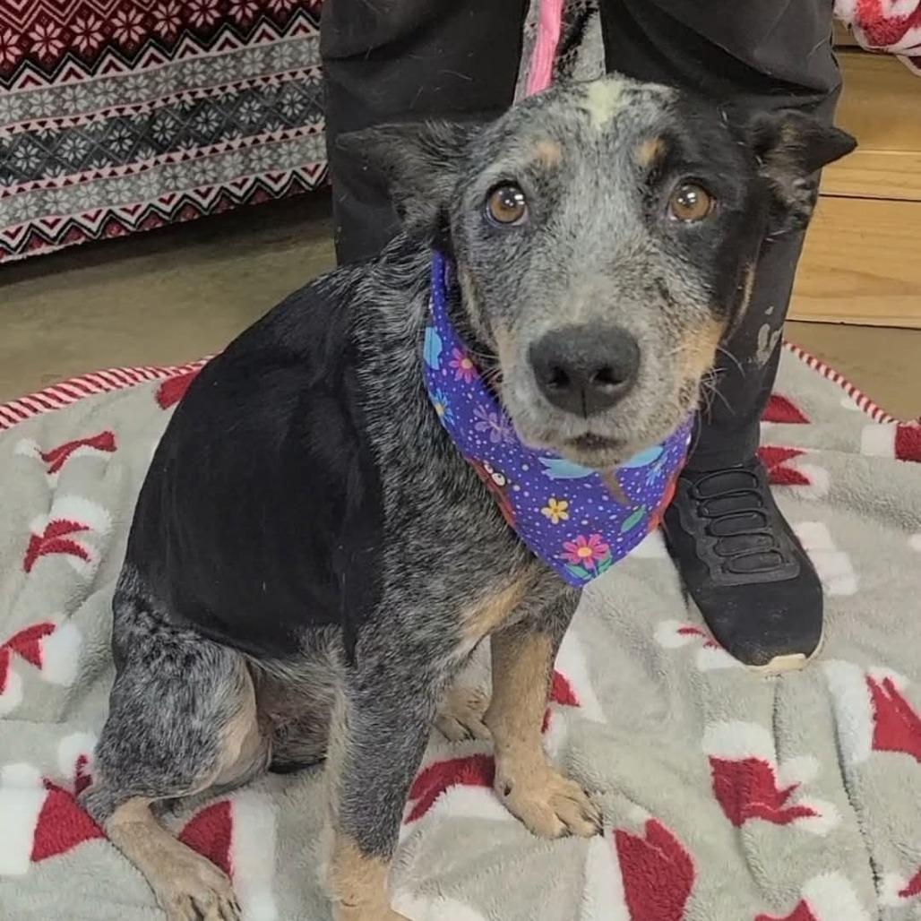 Bluey, Adoptable, Adult Female Australian Cattle Dog / Blue Heeler.