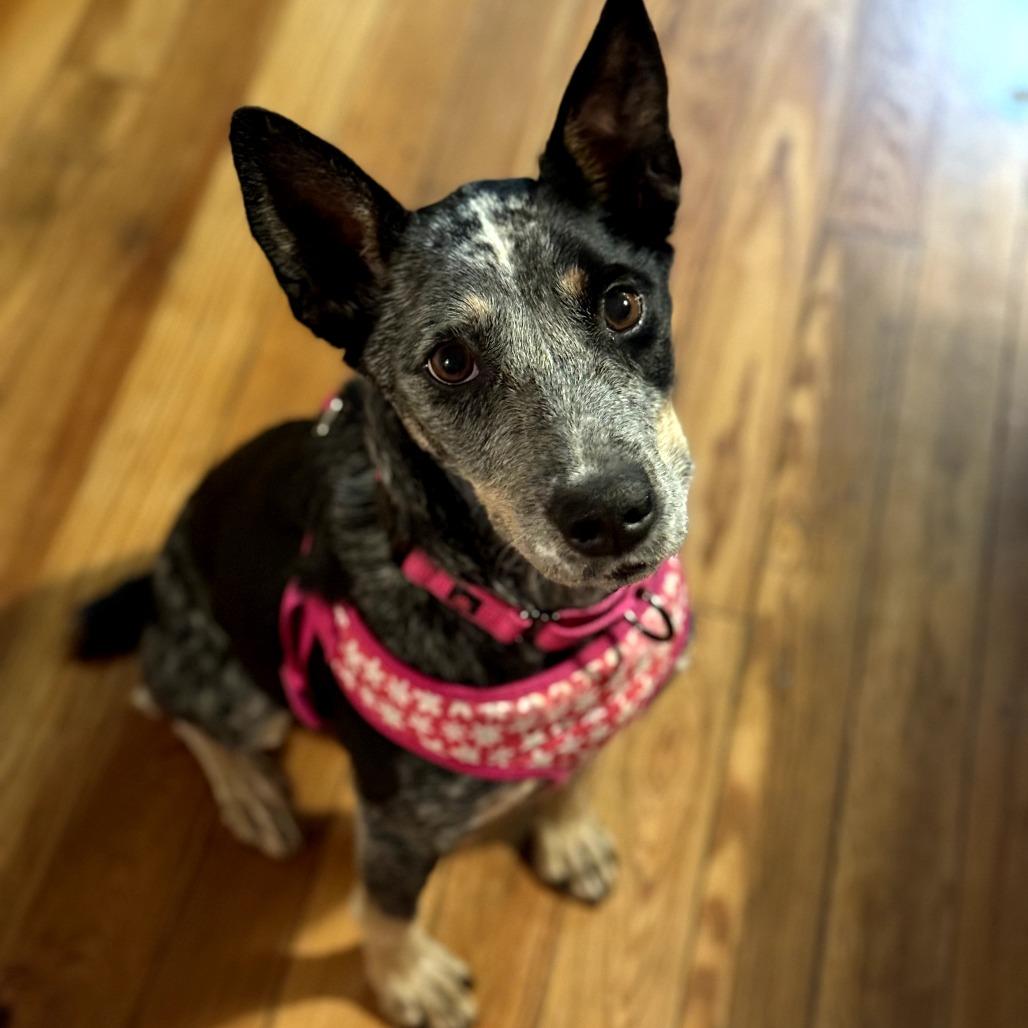 Enlarge Bluey, a Adoptable Australian Cattle Dog / Blue Heeler in Bessemer, AL image 2/6