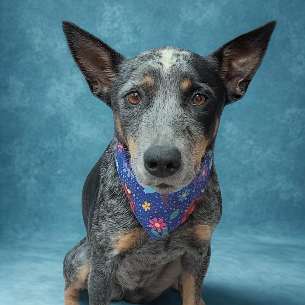 Enlarge Bluey, a Adoptable Australian Cattle Dog / Blue Heeler in Bessemer, AL image 3/6