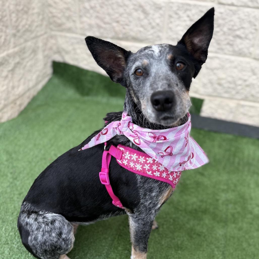 Enlarge Bluey, a Adoptable Australian Cattle Dog / Blue Heeler in Bessemer, AL image 4/6