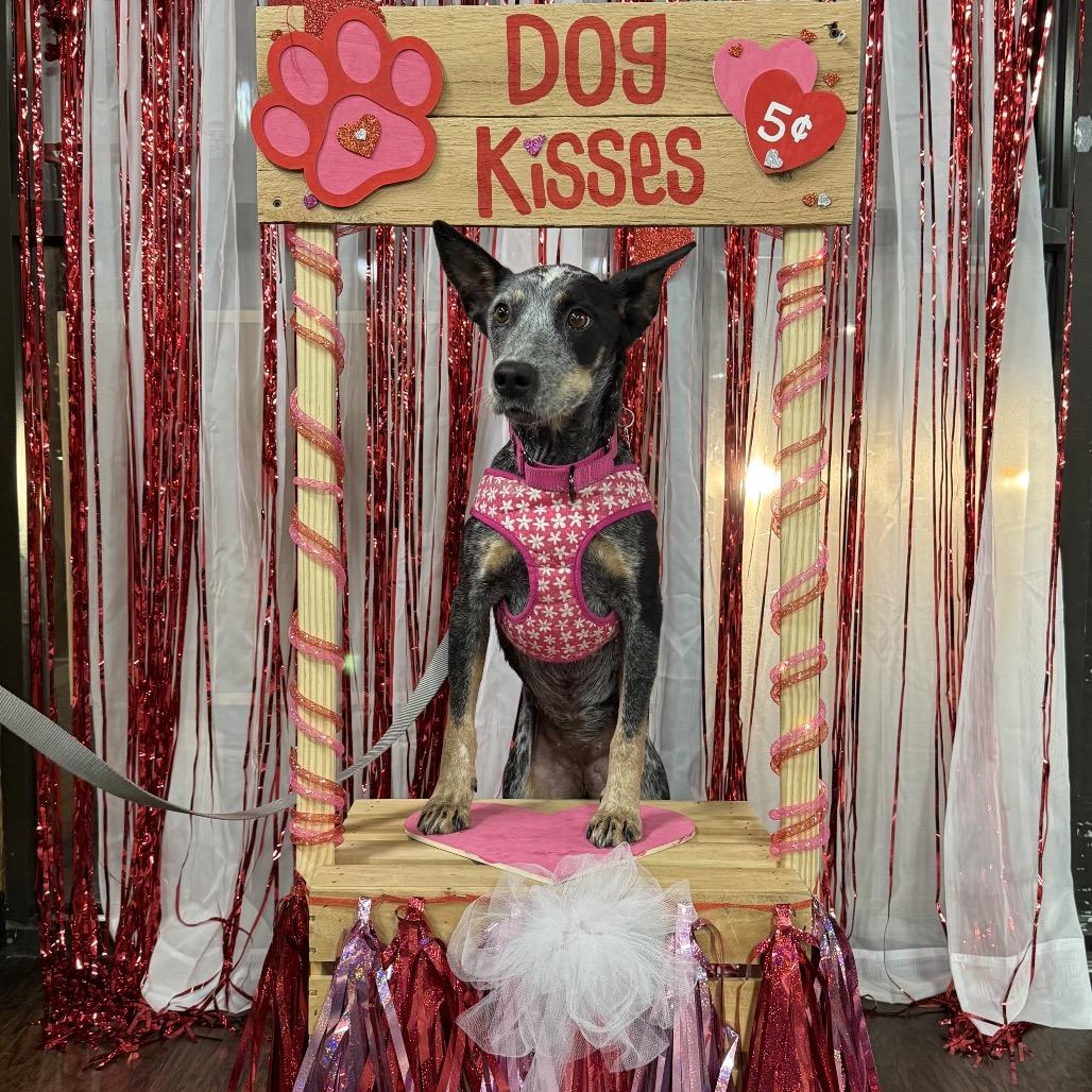 Enlarge Bluey, a Adoptable Australian Cattle Dog / Blue Heeler in Bessemer, AL image 5/6