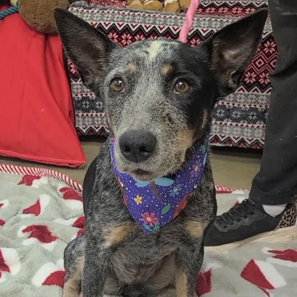 Enlarge Bluey, a Adoptable Australian Cattle Dog / Blue Heeler in Bessemer, AL image 6/6
