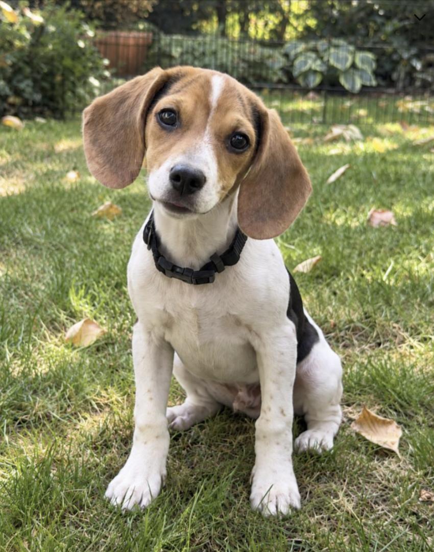 Enlarge Copper, a Adopted Beagle in Puyallup, WA image 1/2