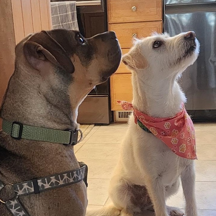 Enlarge Sonny! Docile and sweet! , a Adoptable mixed breed in East Hartford, CT image 3/6