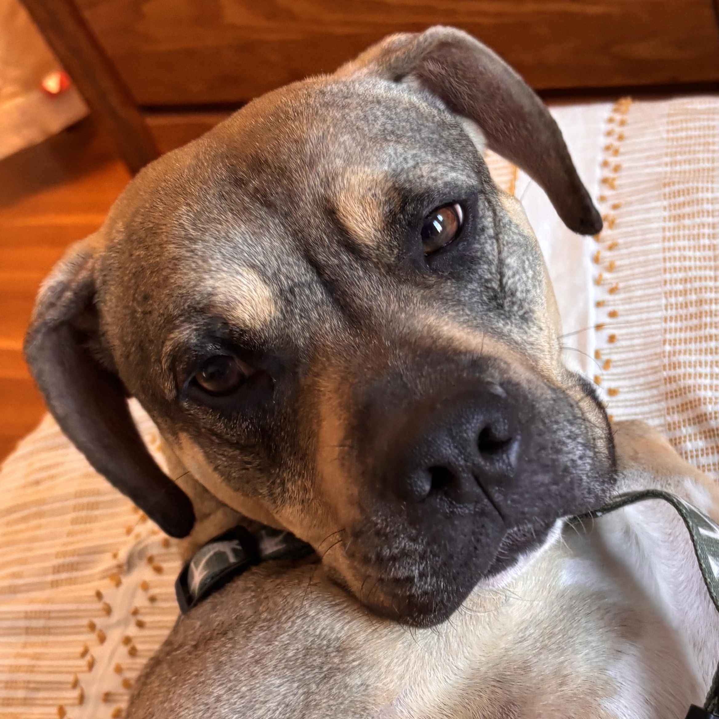 Sonny! Docile and sweet! , Adoptable, Young Male Boxer & American Staffordshire Terrier.