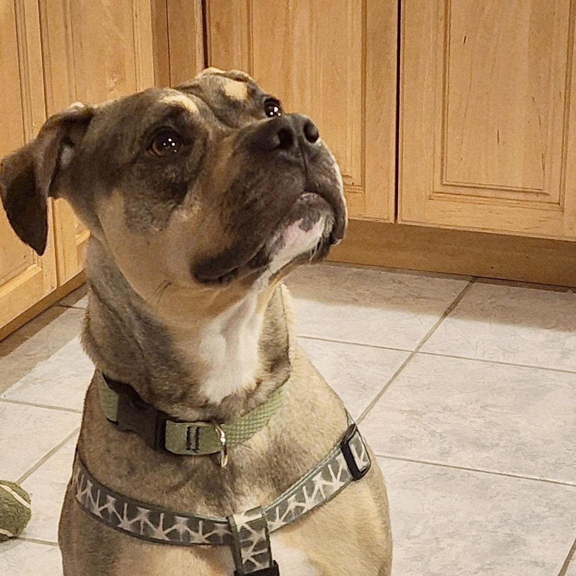 Enlarge Sonny! Docile and sweet! , a Adoptable mixed breed in East Hartford, CT image 5/6