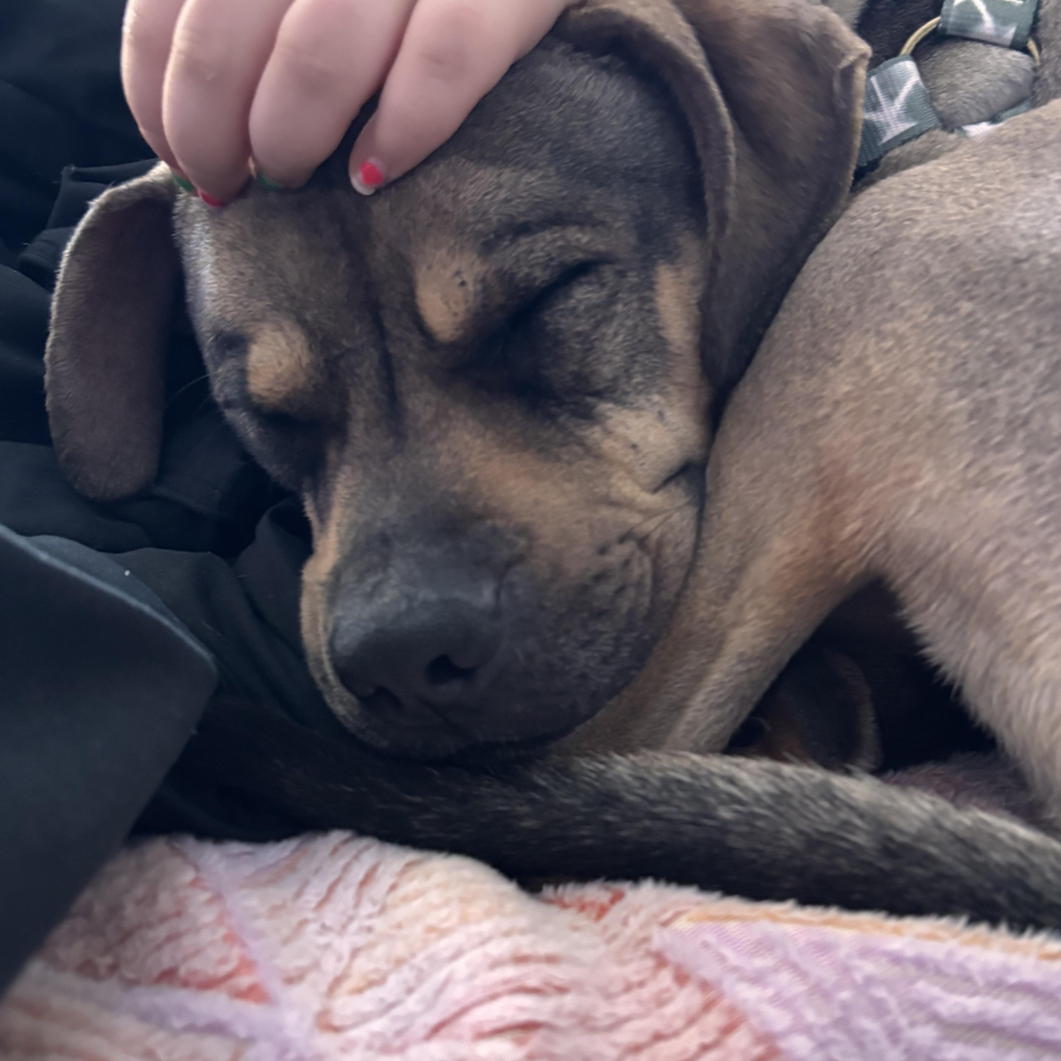 Enlarge Sonny! Docile and sweet! , a Adoptable mixed breed in East Hartford, CT image 6/6