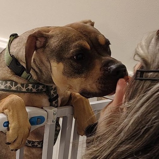 Enlarge Sonny! Docile and sweet! , a Adoptable mixed breed in East Hartford, CT image 4/6