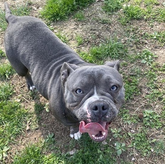 Enlarge Jesse, a ADOPTABLE American Bully in Prince Frederick, MD image 2/5