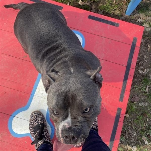 Enlarge Jesse, a ADOPTABLE American Bully in Prince Frederick, MD image 3/5