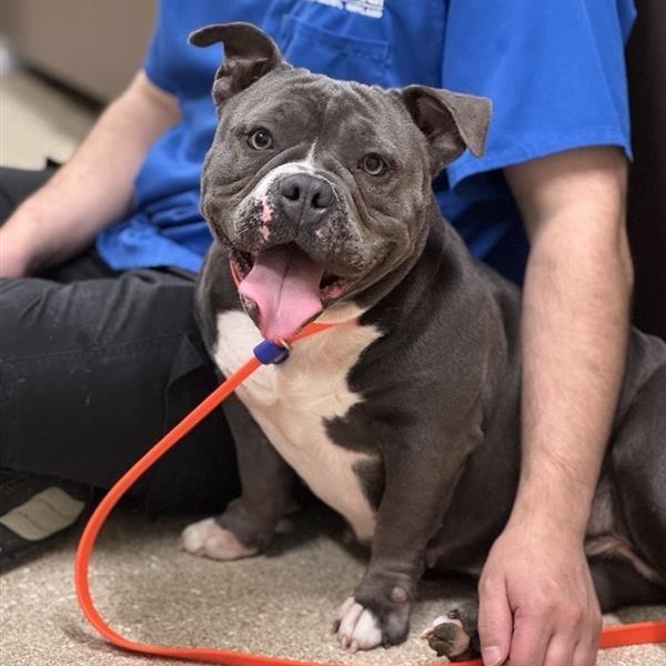 Enlarge Jesse, a ADOPTABLE American Bully in Prince Frederick, MD image 5/5