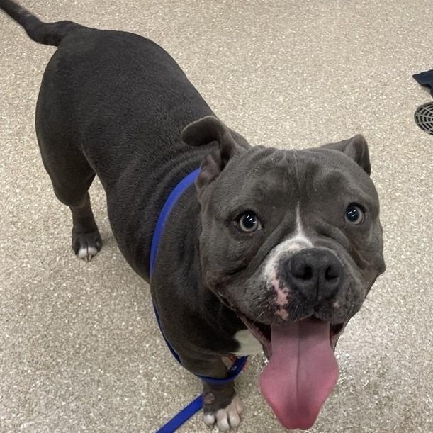 Enlarge Jesse, a ADOPTABLE American Bully in Prince Frederick, MD image 4/5