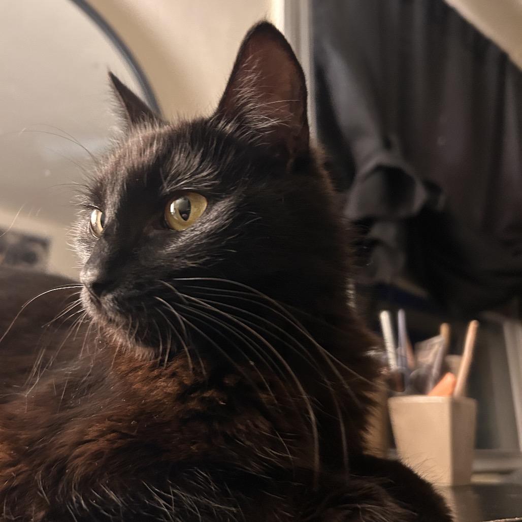 Enlarge Sardine and Biscuit, a Adoptable Domestic Medium Hair in Manchester, CT image 1/6