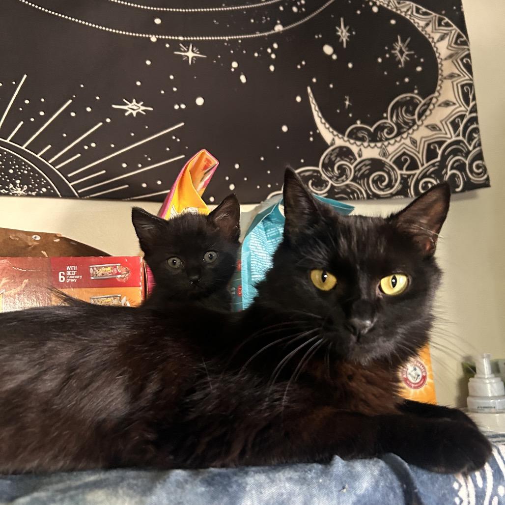 Enlarge Sardine and Biscuit, a Adoptable Domestic Medium Hair in Manchester, CT image 2/6