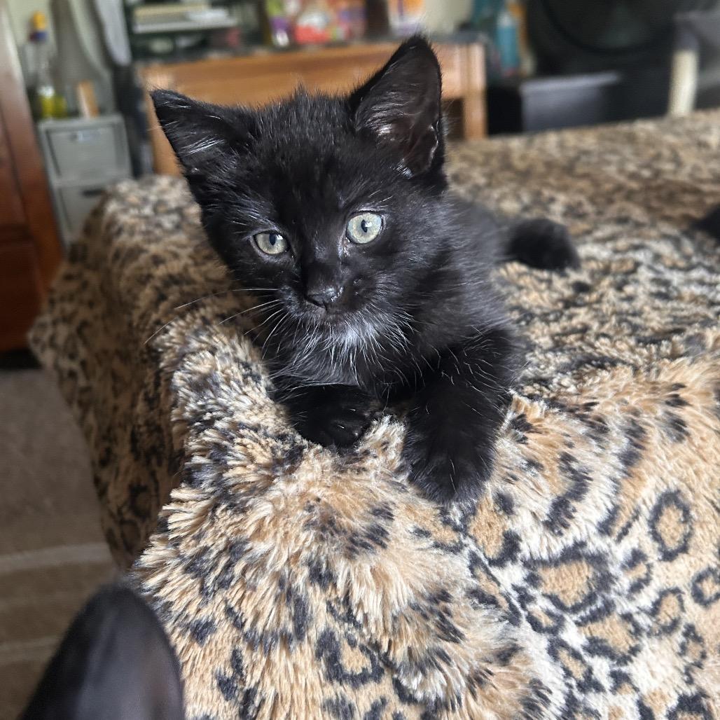 Enlarge Sardine and Biscuit, a Adoptable Domestic Medium Hair in Manchester, CT image 3/6