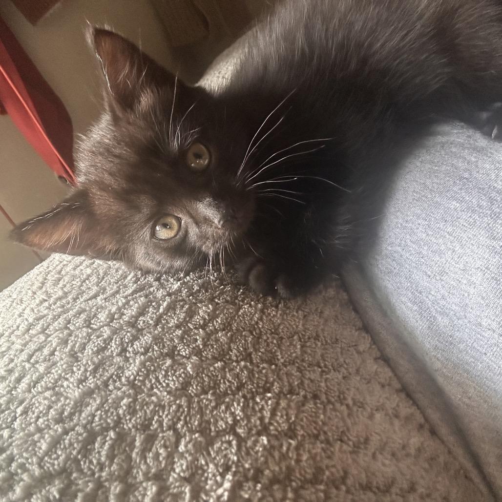 Enlarge Sardine and Biscuit, a Adoptable Domestic Medium Hair in Manchester, CT image 4/6