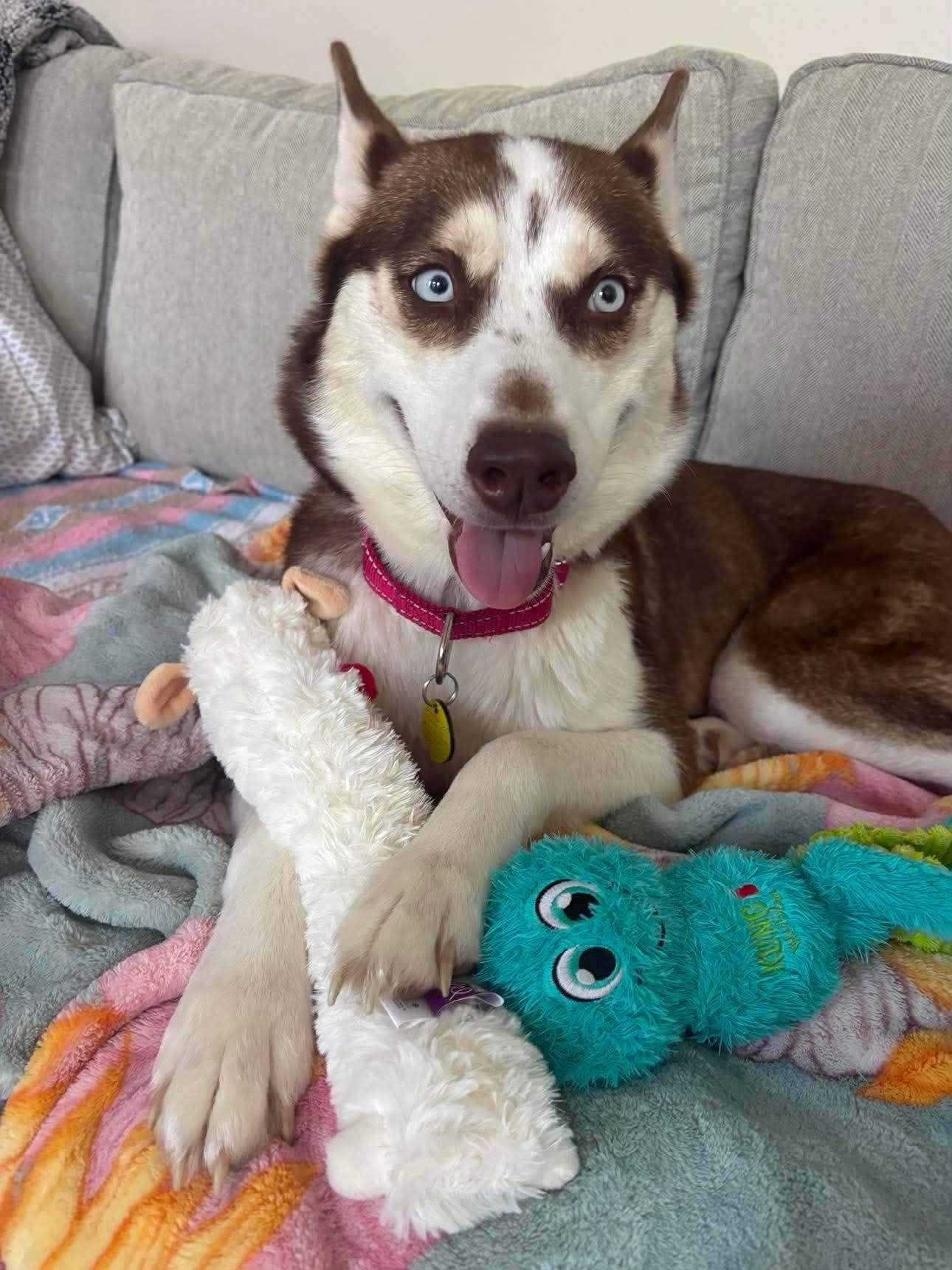 Enlarge Tasha, a Adopted mixed breed in North Olmsted, OH image 1/2