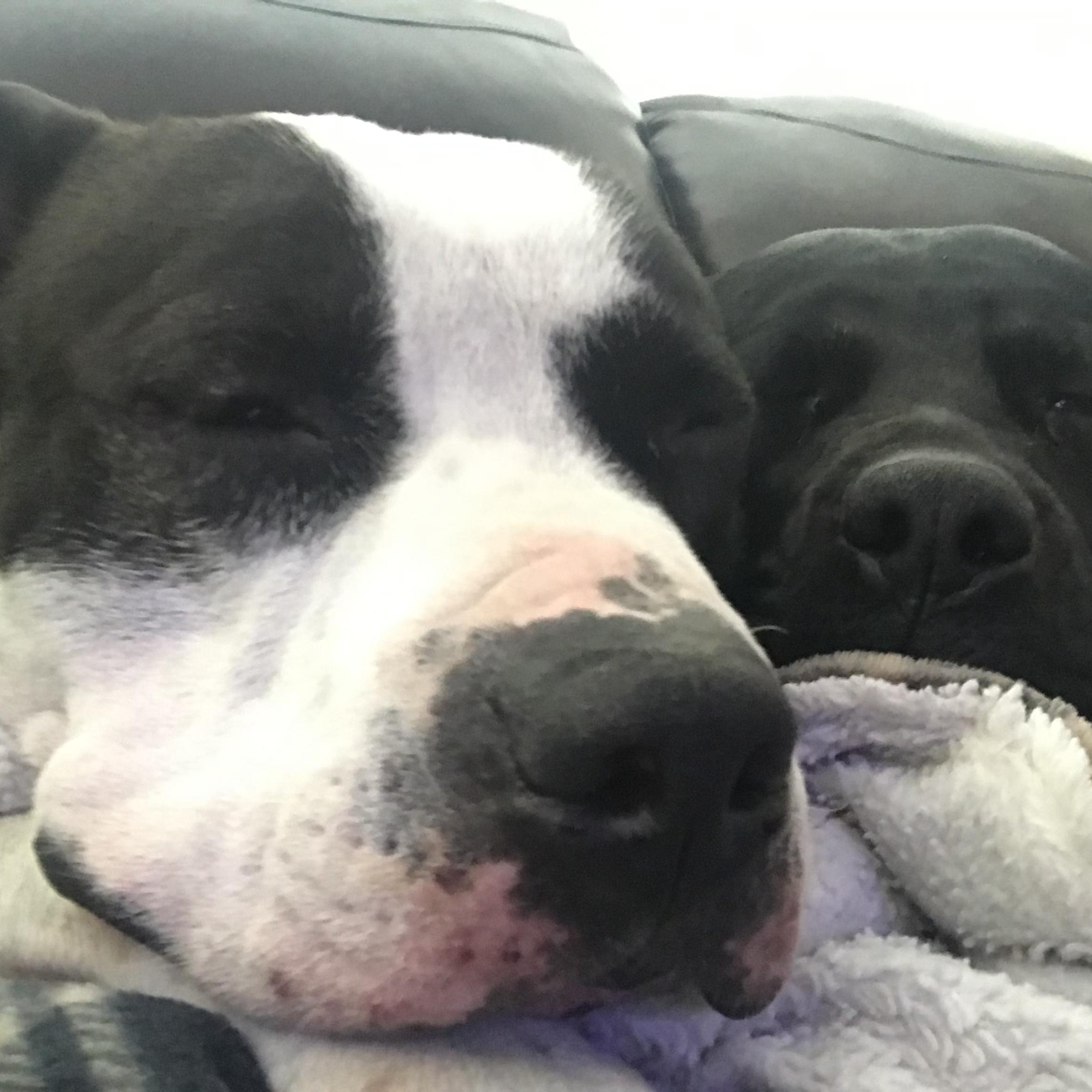 Perfect & Gentle BOBO